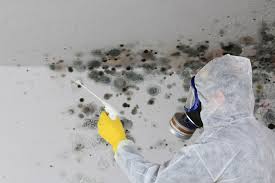 Best Attic Mold Removal  in Grants Pass, OR